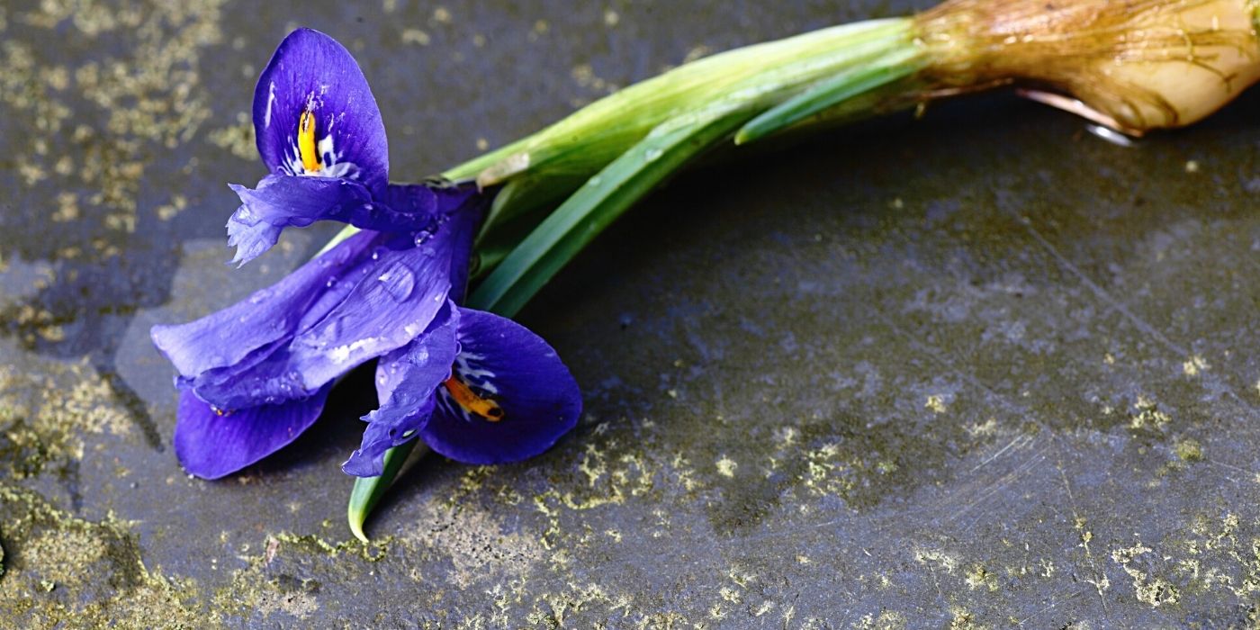 Iris ätherisches Öl